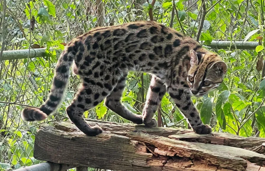 Leopardus tilcayo