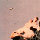 Devon UFO, 1972