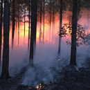 Photo: Hundreds of wildfires spread across  Alabama as temperatures hit 100 Degrees