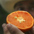 Photo: Tangerine growers tell beekeepers to buzz off