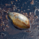 A dead jellyfish floats amid oil