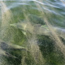 Bottlenose Dolphins Swimming in Oil