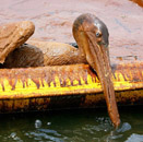 An exhausted oil-covered pelican