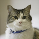 Photo: Oscar the Cat Predicts Patients' Deaths