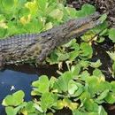 Photo: Florida crocodiles: Man-eating Nile beasts confirmed in swamps