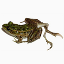 Photo: Farm Chemicals Cause Increase of Deformed Frogs