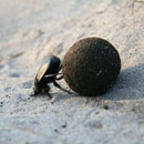 Photo: Beware of rolling mountain poop balls: National Park Service