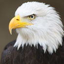Photo: Bald eagle attacks $950 government drone, sending it to bottom of Lake Michigan