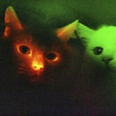 Glowing Cloned Cats
