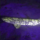 Fluorescent Shark Caught on Film