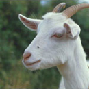 Photo: 'Mad Cow' Disease Found in Goat