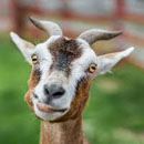 Photo: Massive Horde Of Goats Runs Amok In California Neighborhood