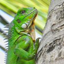 Photo: National Weather Service warns of falling iguanas in Miami