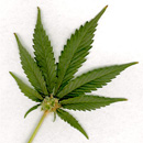 Photo: California Passes Bill To Expunge Old Marijuana Convictions