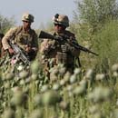 Photo: Marines ignore Taliban cash crop to not upset Afghan locals
