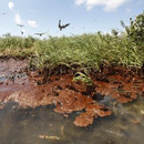 Photo: Cleaning oil-soaked wetlands may be impossible