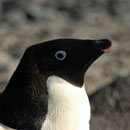 Photo: The explosive physics of pooping penguins: they can shoot poo over four feet