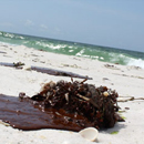 Photo: Oil confirmed on Pensacola beaches