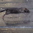 Photo: FDA Removes 1,100 Dead Rodents From Arkansas Family Dollar Facility