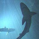 Photo: US 'plans stealth shark spies'