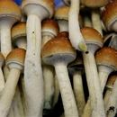 Photo: Magic mushrooms face ban in Netherlands