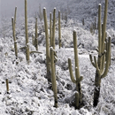 Rare Snow Storm in Arizona