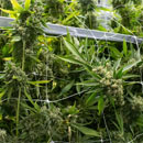 Photo: Virginia 16th State To Legalize Recreational Pot